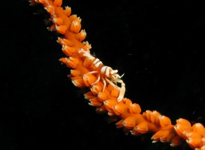 Komodo, Orca Dive Club Labuan Bajo Flores,Allgemein,Indonesien,Garnele,gebändert,Korallenast