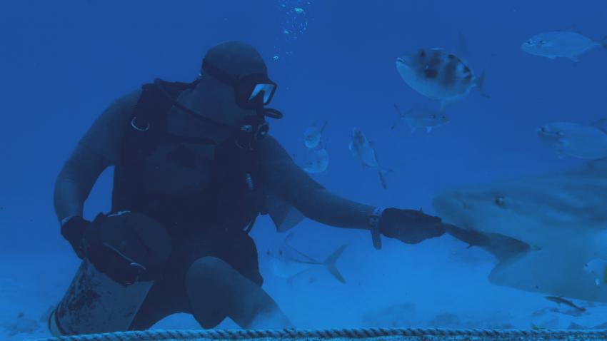 Bullshark Feeding , Playa del Carmen, Mayan Riviera, Diving Reality, Mexiko