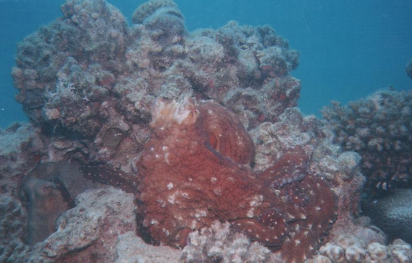 Safaga, Safaga - allgemein,Ägypten