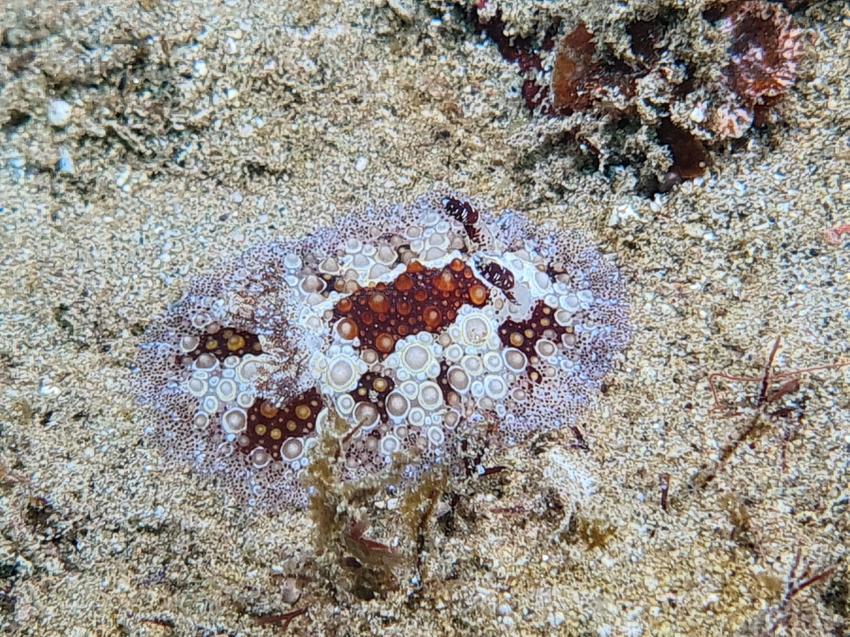 Extra Divers - Mirbat, Oman, Oman