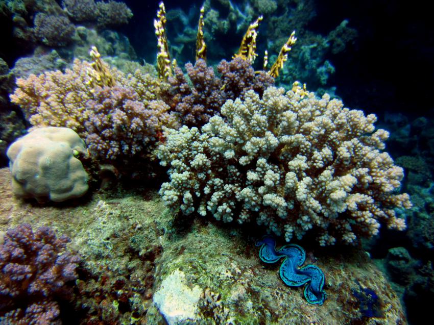Korallengarten, diving.DE Akassia, Ägypten, El Quseir bis Port Ghalib