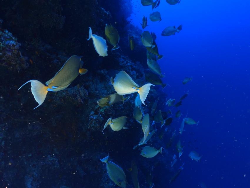 Blue Ocean Dive Club Sharm El Sheikh, Ägypten, Sinai-Süd bis Nabq