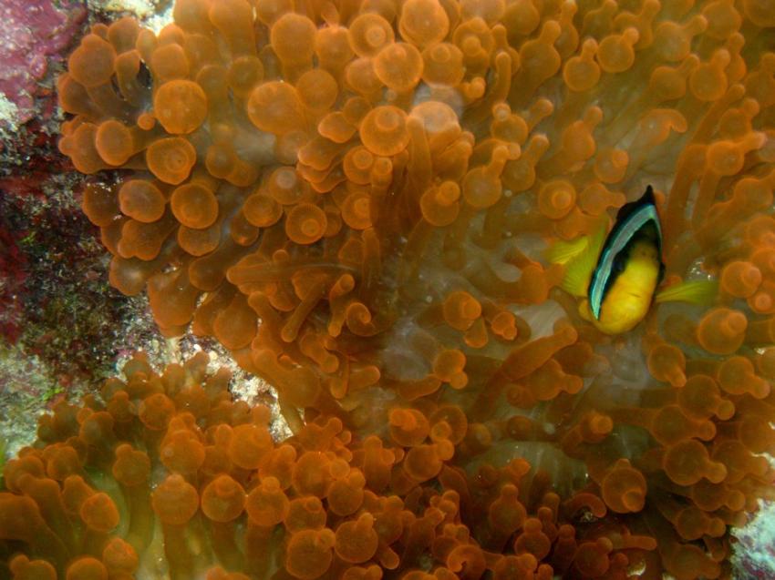 Vilu Reef, Vilu Reef,Malediven