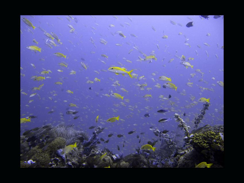 Unterwegs mit den Gangga Divers (Teil 2), Gangga Island,Nord-Sulawesi,Indonesien