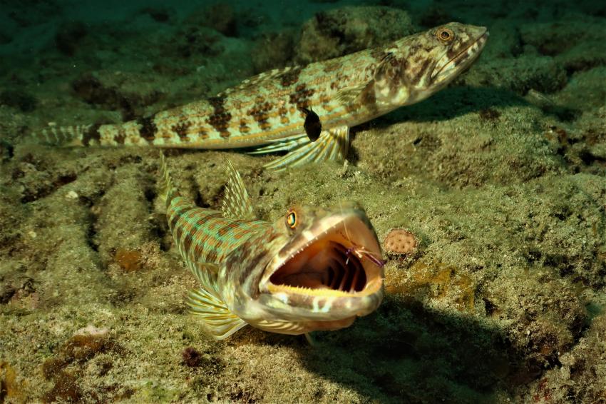 Eidechsenfisch mit Putzergarnele, Eidechsenfisch, Putzergarnele, Villa Mango Curacao Dive Center, Willemstad, Niederländische Antillen, Curaçao