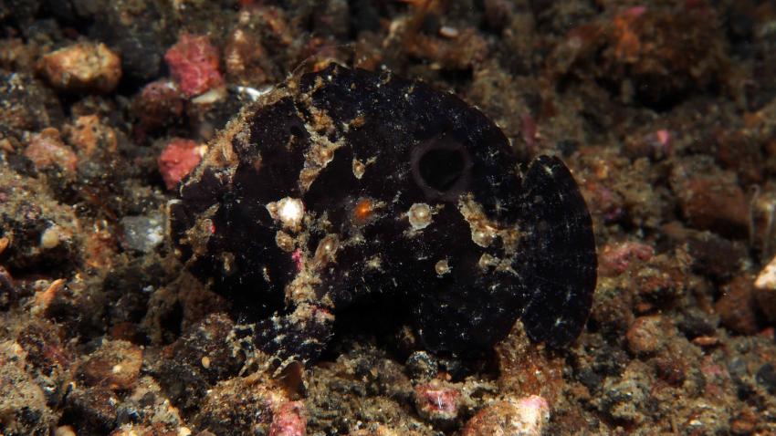 Frogfishmania - never stops at Lembeh, Lembeh Strait,Nord Sulawesi,Indonesien