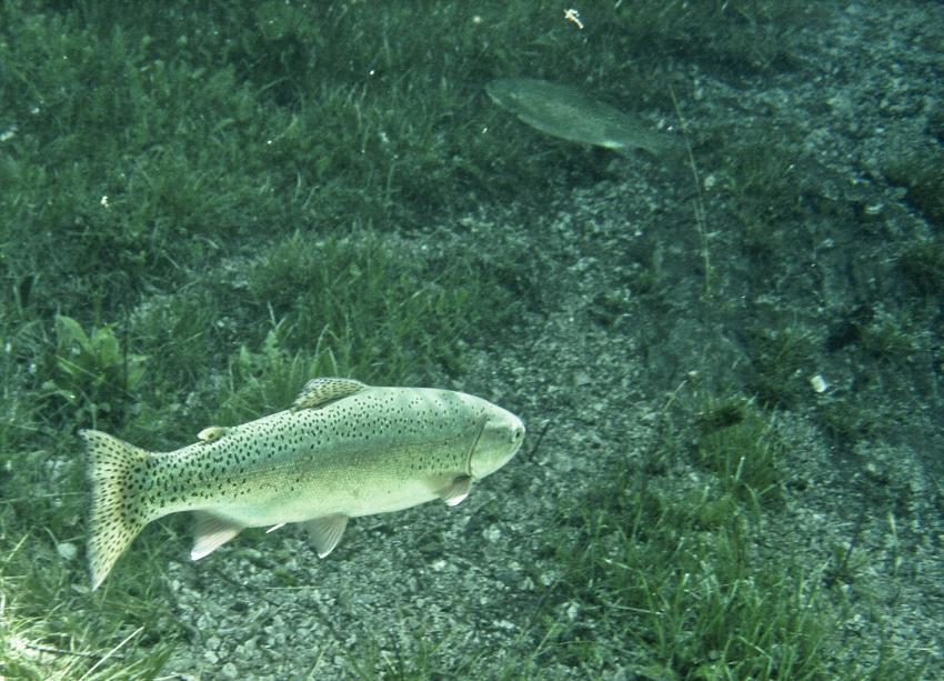 Grüner See, Grüner See,Tragöß,Steiermark,Österreich
