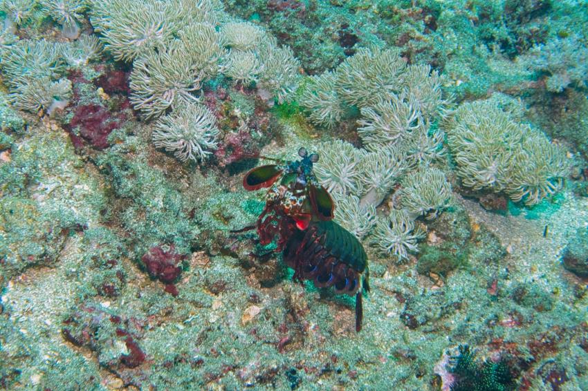 Nico Dives Cool, Indonesien, Bali