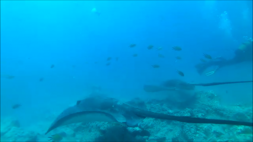 Aquarium, Adeje Tauchclub Ocean Trek, Teneriffa, Spanien, Kanaren (Kanarische Inseln)