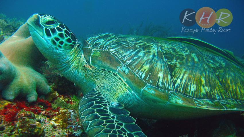 Schildkröte, Schildkröte, Kawayan Holiday Resort Dive Center, Siquijor, Philippinen