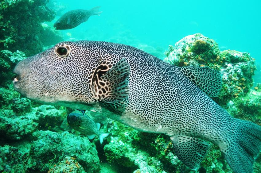 Nika Island Dive Dreams, Ari Atoll,Malediven,Riesen-Kugelfisch