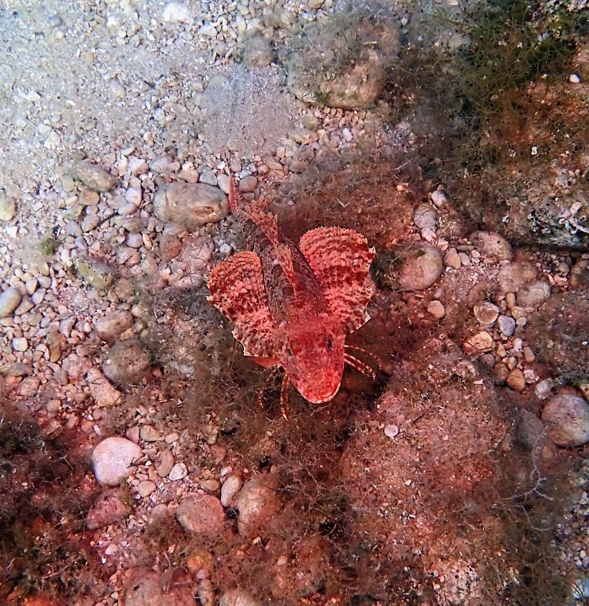 Knurrhahn Mario Juric, Knurrhahn, Styria Guenis Diving Center - DIE Tauchbasis auf der Insel Krk, Kroatien