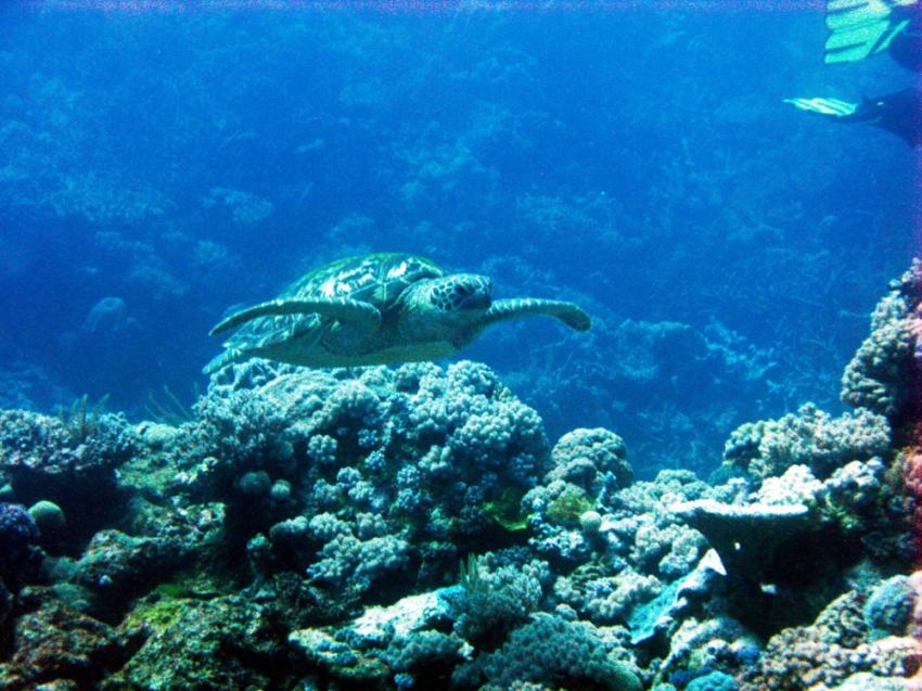 Poseidon Dive Tagestour von Port Douglas aus, Cairns Outer Reef,Australien