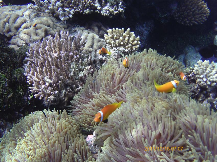 Clown-fish, Euro-Divers, Amari Havoddaa, Malediven