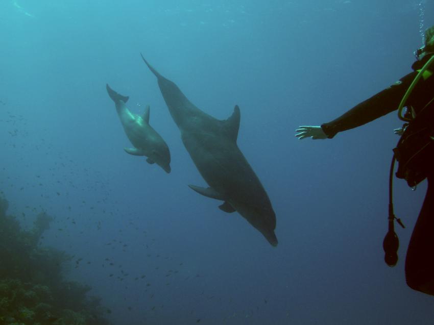 El Gouna, El Gouna - allgemein,Ägypten,Delfine,Cetacea