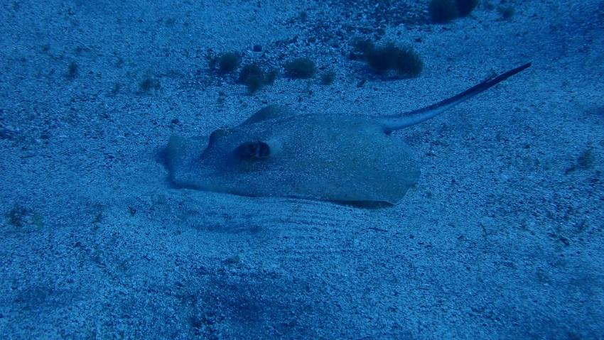 GooDiving, Spanien, Kanaren (Kanarische Inseln)