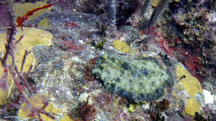 Pfauenbutt, Dressel Divers Club, Bayahibe, Dominikanische Republik