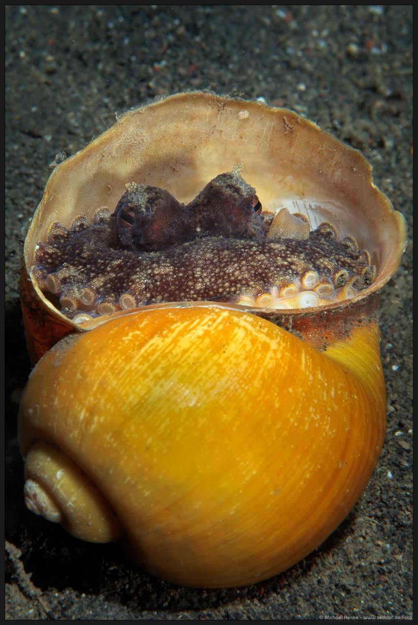 Puri Jati, Puri Jati,Indonesien,sepia,versteck,schnecke,höhle,augen