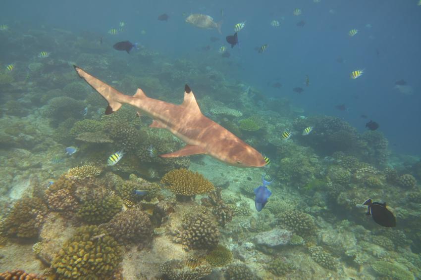 Ellaidhoo, Ari Atoll, Alfons Straub Dive & Sail, Malediven