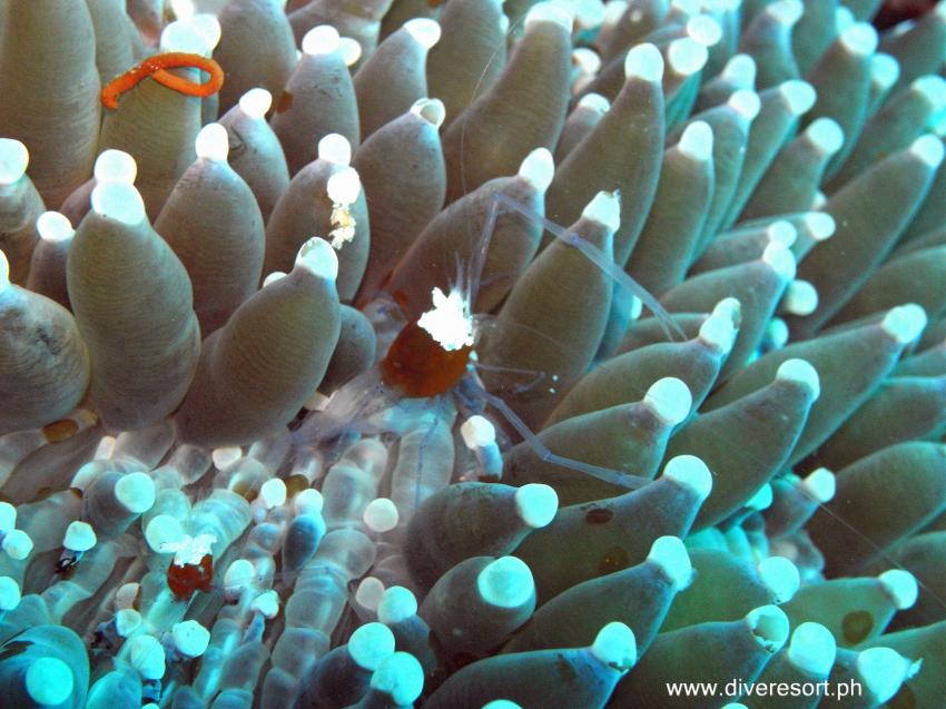 Pintuyan Dive Resort nach dem Taifun, Pintuyan,Philippinen