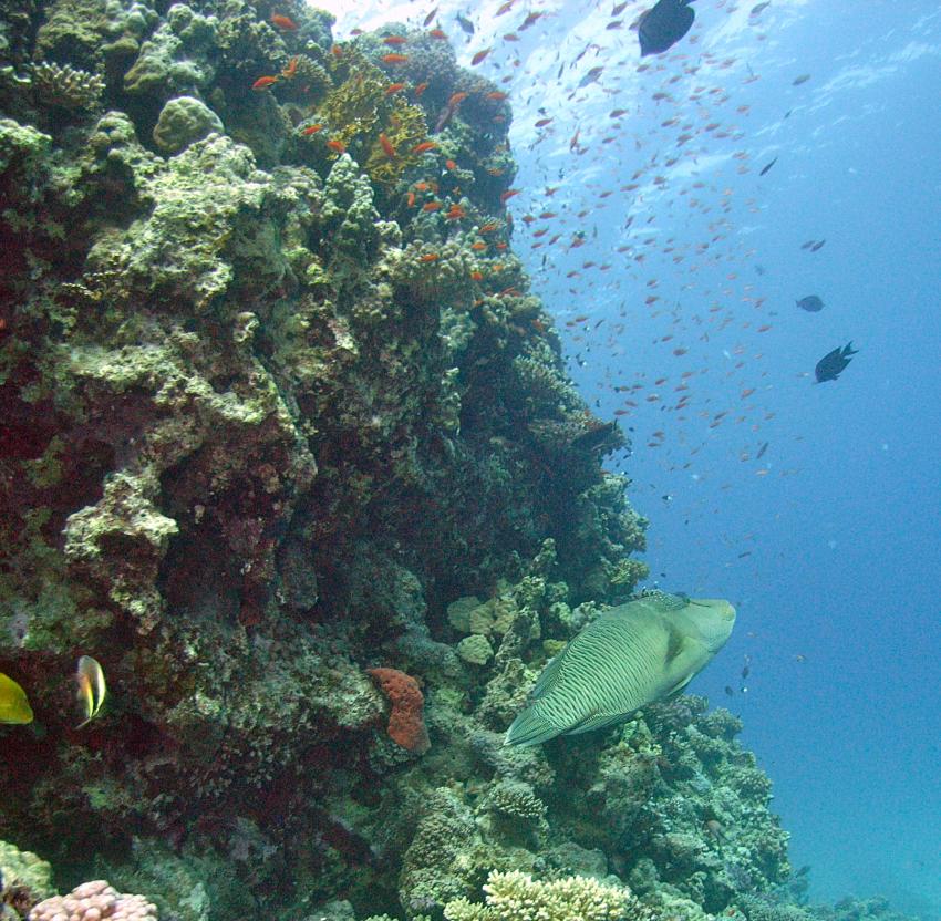 Safaga 01/2011 Teil 4, Safaga - allgemein,Ägypten