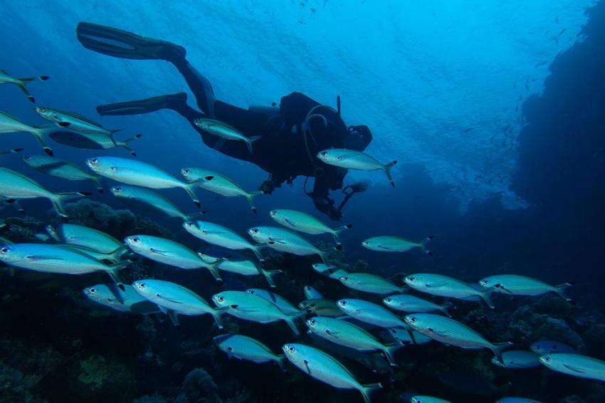 Ducks Diving Quesier at Rohanou Beach Resort, Ägypten, El Quseir bis Port Ghalib