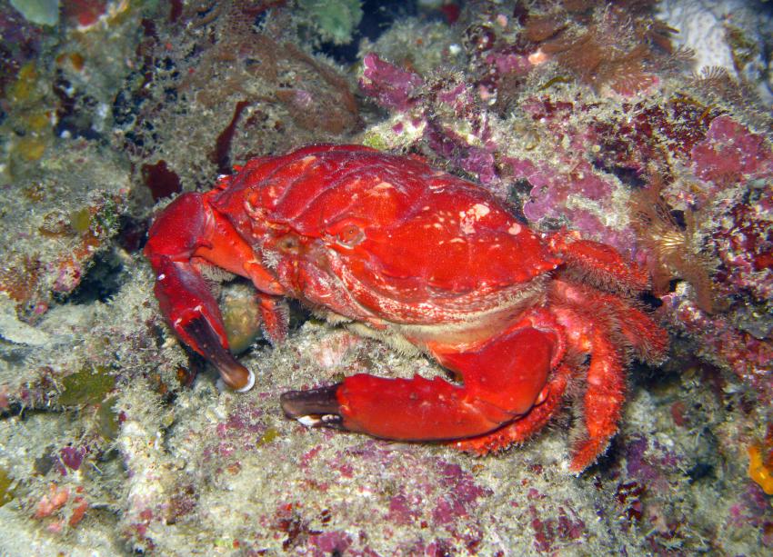 Unterwegs mit den Gangga Divers, Gangga Island,Nord-Sulawesi,Indonesien,Rote Riffkrabbe,Krabbe