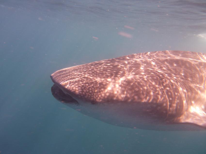 Whaleshark Divers, Macrohon , Southern Leyte, Philippinen