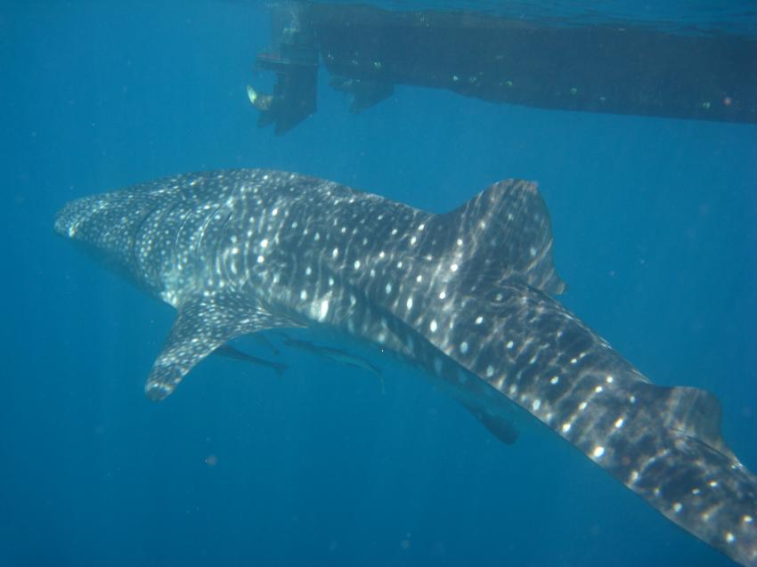 Mahe  Schnorchelfahrt zum Walhai mit Ocean Dream Divers, Mahé,Seychellen,Haie,Walhai