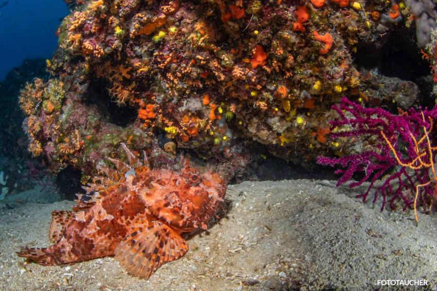 Skorpionfisch, Korallen, Mittelmeer, Adria, Diving Center Styria Guenis - DIE Tauchbasis auf der Insel Krk, Kroatien