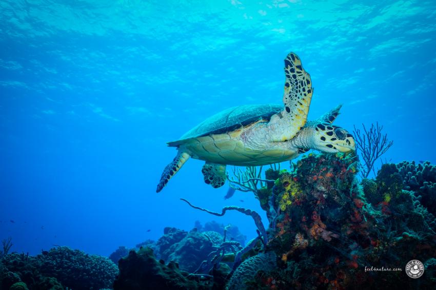 Schildkröte am Palanacar Riff., Aquamarinas, Cozumel, Mexiko, Mexiko