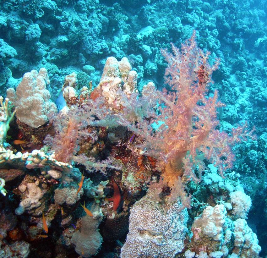 Safaga 01/2011 Teil 2, Safaga - allgemein,Ägypten