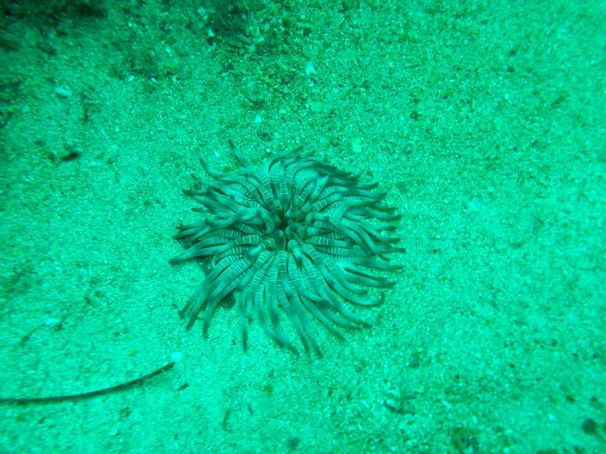 Club La Sirene de Plongee, Djerba, Tunesien