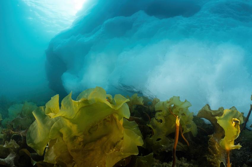 Eisberg und Kelp, Northern Explorers, Ostküste, Grönland