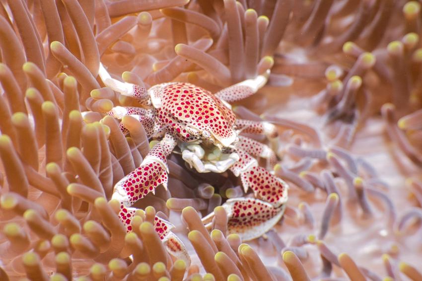 Nico Dives Cool, Indonesien, Bali