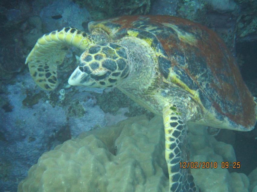 diving.DE Flamenco, Ägypten, El Quseir bis Port Ghalib