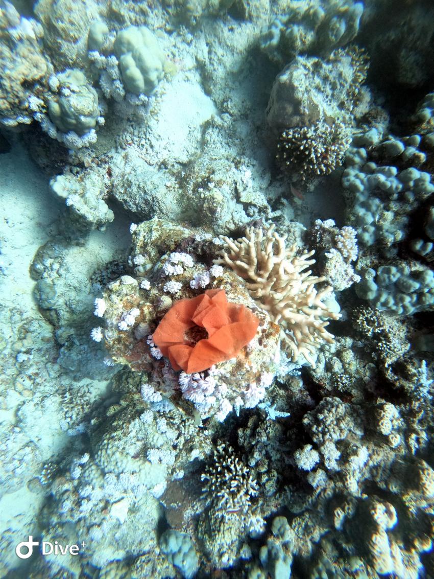 Wonderful Dive, Rohanou Resort, El Qusier, Ägypten, El Quseir bis Port Ghalib