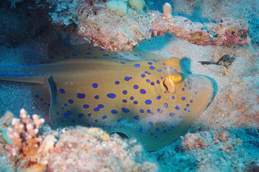Big Blue Mashraba, Dahab, Ägypten, Sinai-Nord ab Dahab