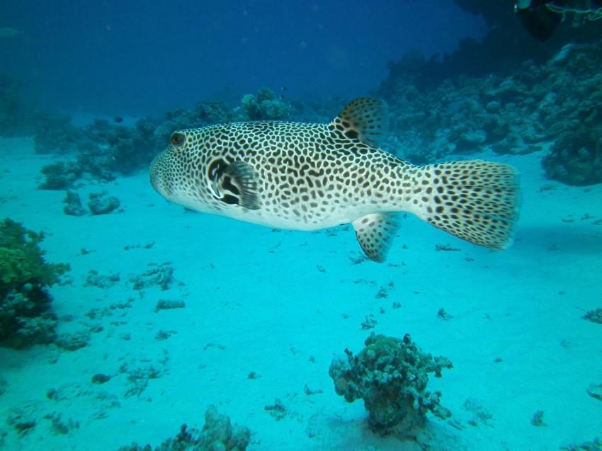 Ein schöner Kugelfisch , Extra Divers - Mövenpick Resort, El Quseir, Ägypten, El Quseir bis Port Ghalib