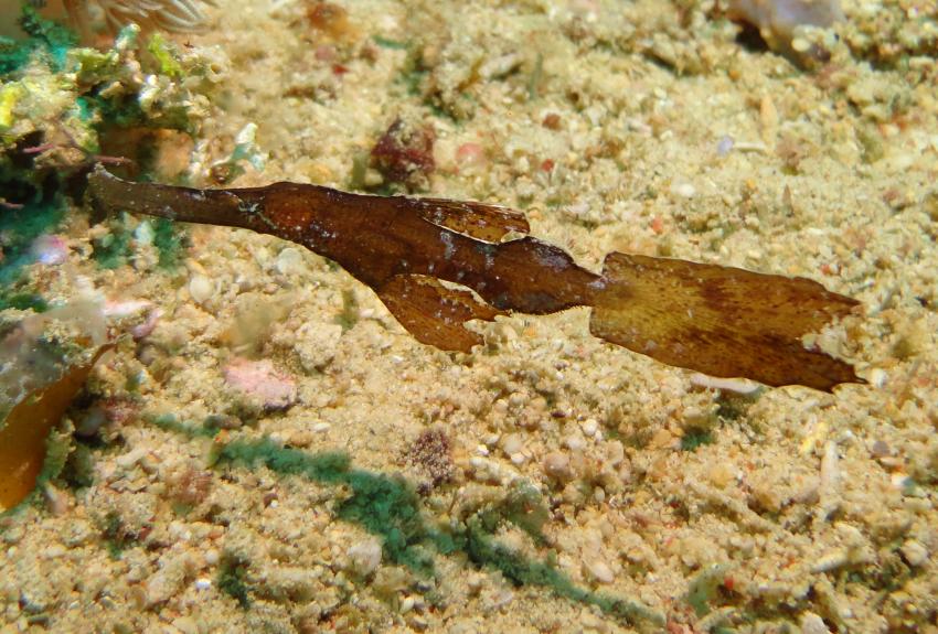 Bei den Cocktail Divers im Garden of Eden, Mindoro,Philippinen