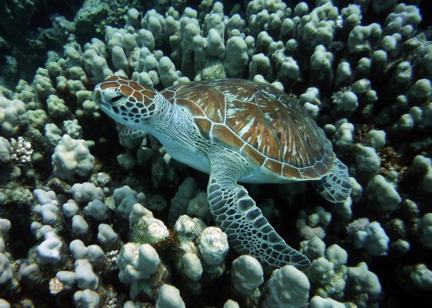 Schildkröte zwischen Korallen