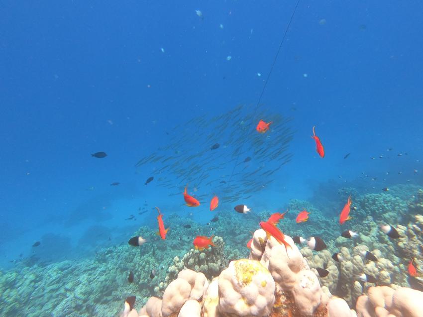 Wonderful Dive, Akassia LTI & Calimera, Ägypten, El Quseir bis Port Ghalib