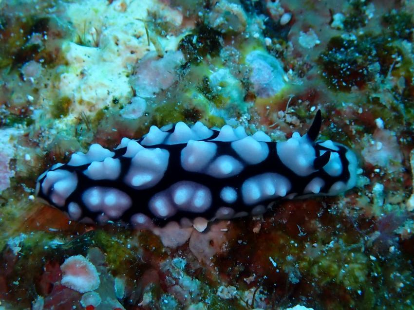 Atlantik Diving Center, Ägypten, El Quseir bis Port Ghalib