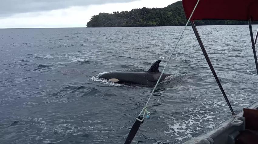 Orca, Orca, Killerwhale, Scuba Coiba, Santa Catalina, Panama