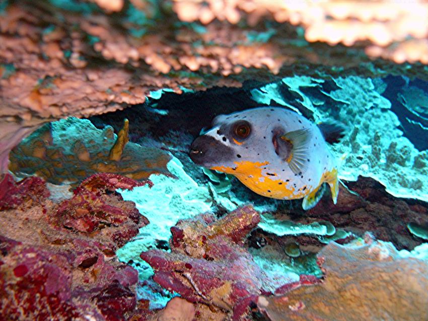 Kugelfisch in tollen Farben