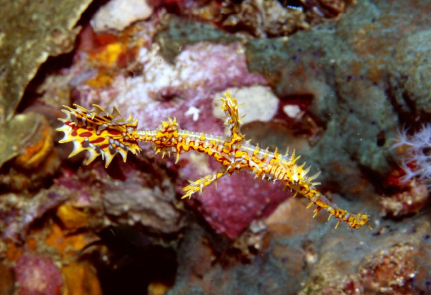 Similans, Surin, Similan Islands,Thailand,Geisterfisch