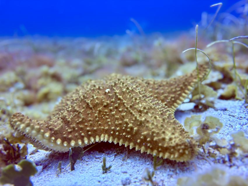 Starfish, Starfish, Cozumel, Mayan Riviera, Diving Reality, Mexiko