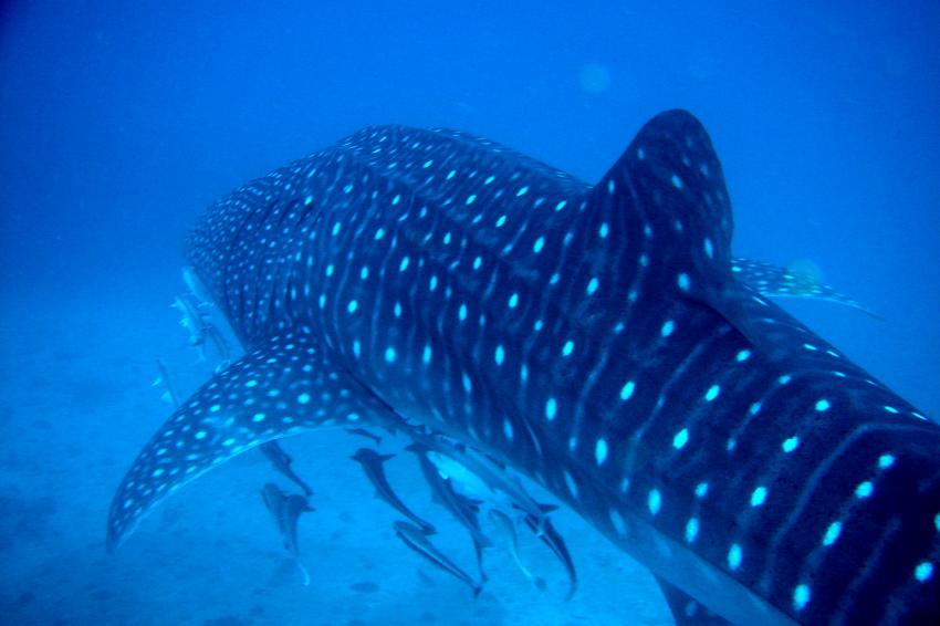 Mahe- Walhai - Ocean Dream Divers, Mahé,Seychellen