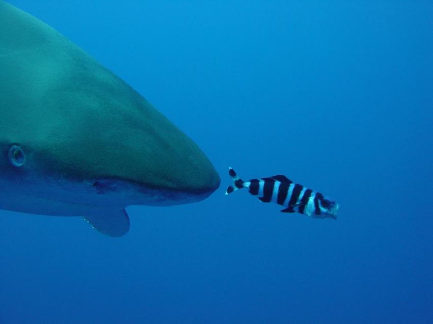 Carcharhinus Longimanus