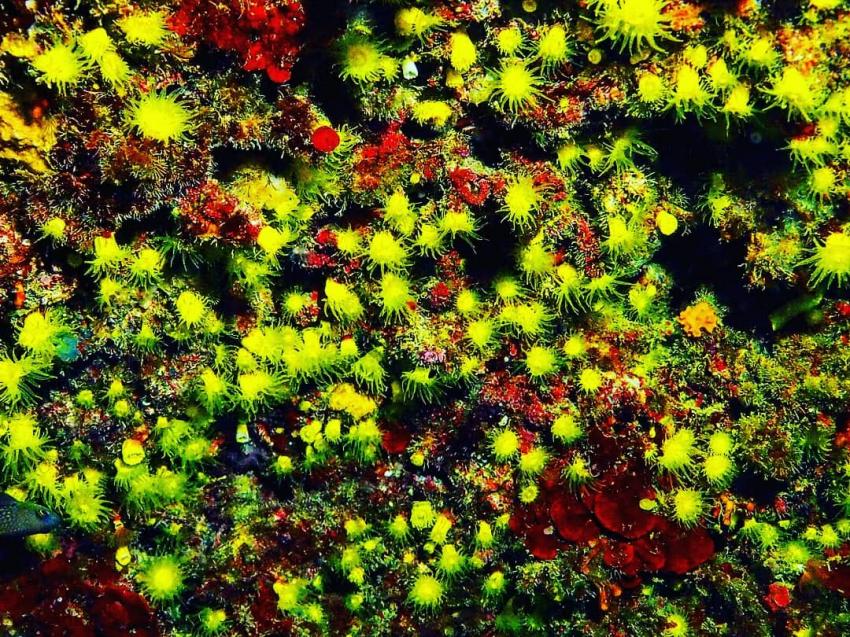Coral taormina, Coral reefs, Blue Sea Diving Center (Taormina, Sizilien), Italien